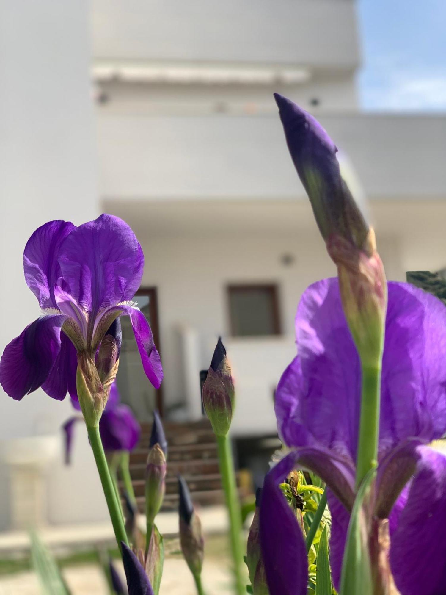 Villa Rreze Dielli Wlora Zewnętrze zdjęcie